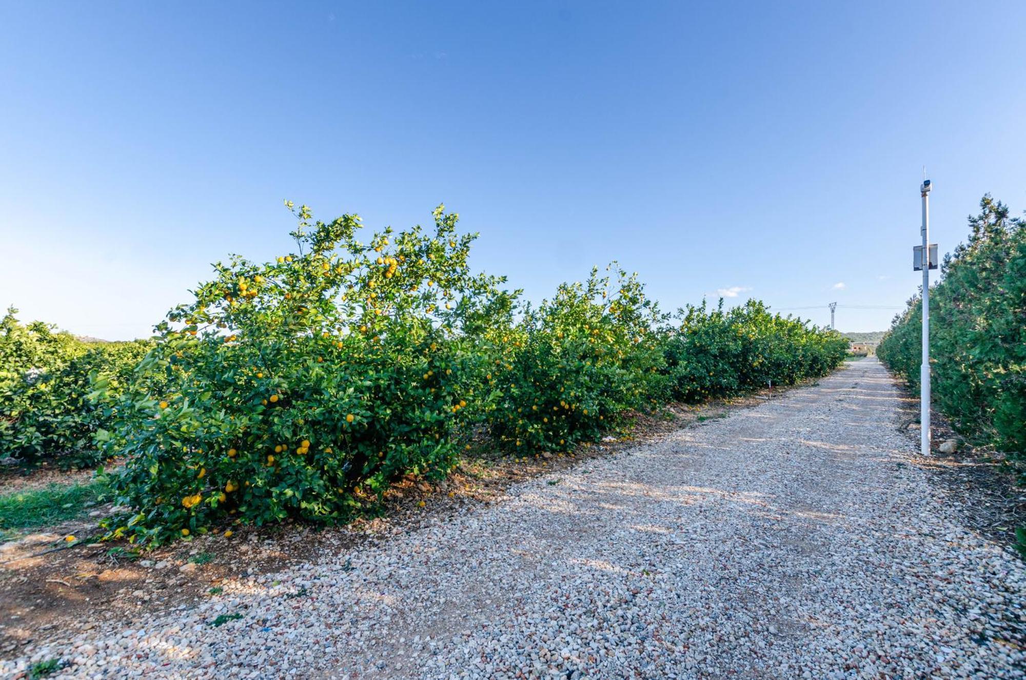 El Limonar De Mallorca - Agroturismo Balearene Eksteriør bilde
