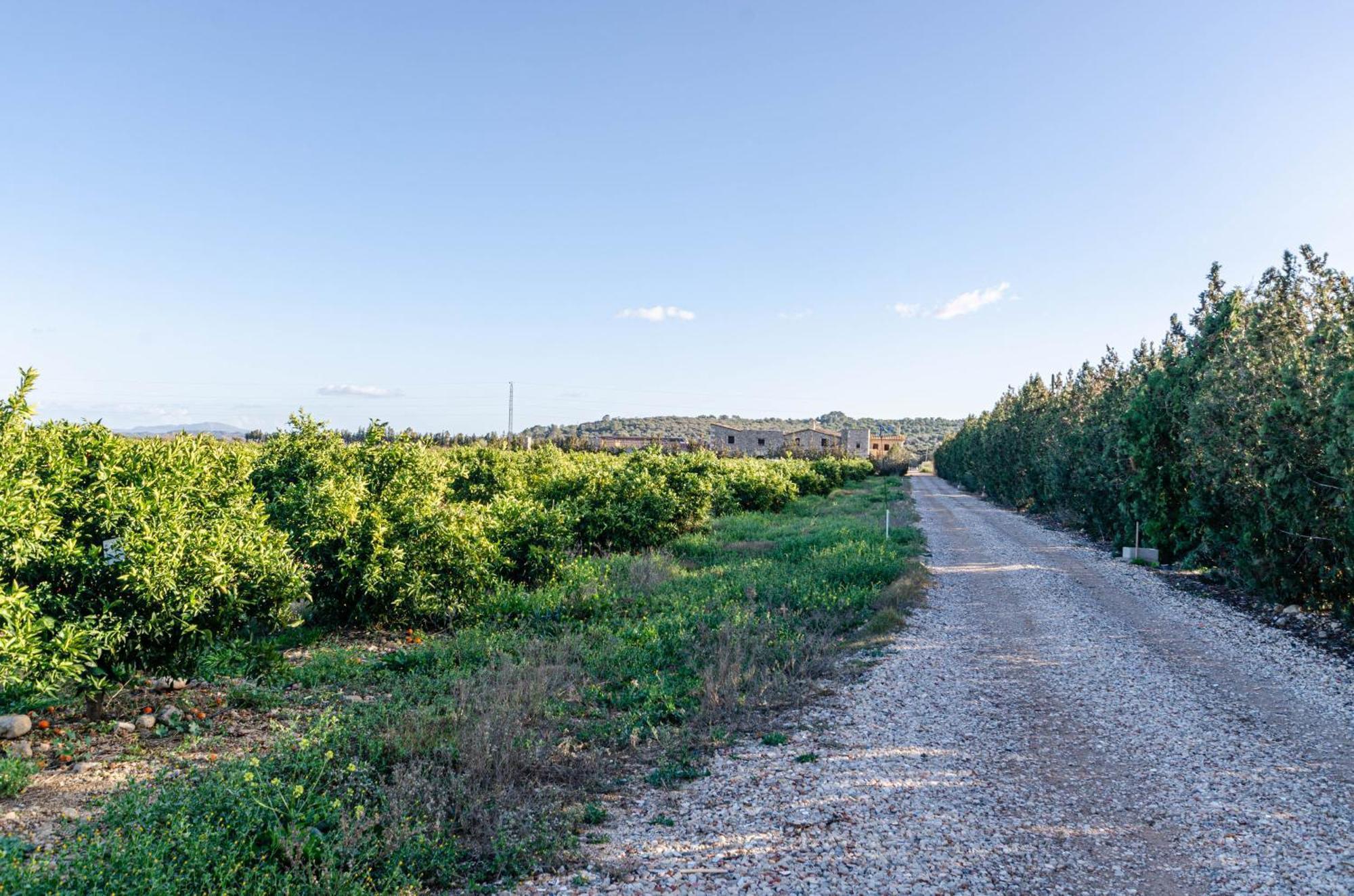 El Limonar De Mallorca - Agroturismo Balearene Eksteriør bilde